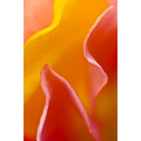 Abstract detail of flower petals Gold Ornate Wood Framed Art Print with Double Matting by Rotenberg, Nancy