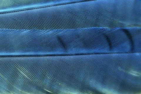 Detail of blue Jay feathers White Modern Wood Framed Art Print with Double Matting by Paulson, Don