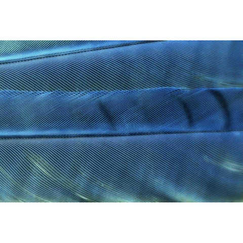 Detail of blue Jay feathers Black Modern Wood Framed Art Print by Paulson, Don