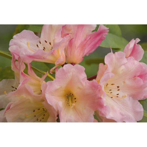 Close-up of pink rhododendron blossoms Black Modern Wood Framed Art Print by Paulson, Don