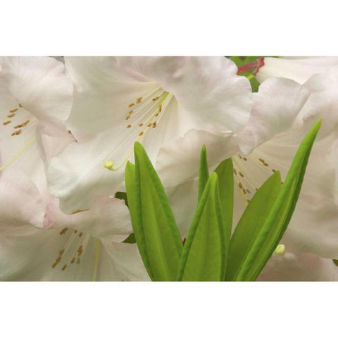 White rhododendron blossoms and leaves Black Modern Wood Framed Art Print by Paulson, Don