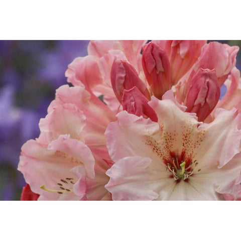 Close-up of pink rhododendron blossoms Black Modern Wood Framed Art Print by Paulson, Don