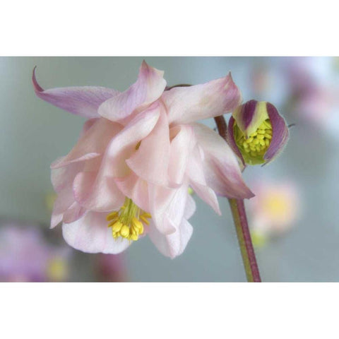 Close-up of columbine flowers Black Modern Wood Framed Art Print with Double Matting by Paulson, Don