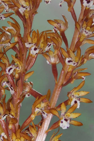 Close-up of spotted coralroot orchid Black Ornate Wood Framed Art Print with Double Matting by Paulson, Don