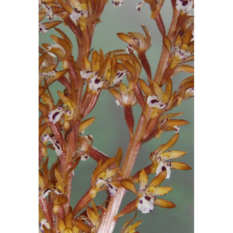 Close-up of spotted coralroot orchid Black Modern Wood Framed Art Print by Paulson, Don