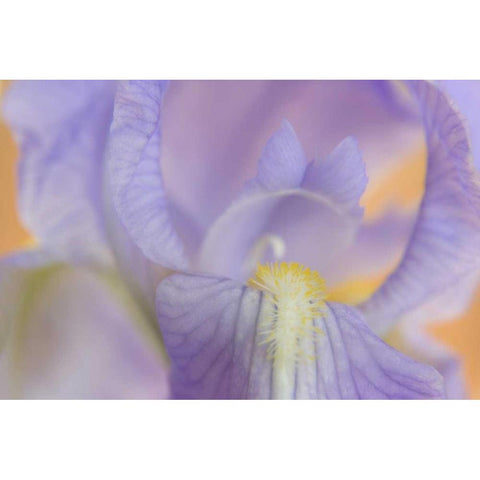 Close-up of iris blossom White Modern Wood Framed Art Print by Paulson, Don