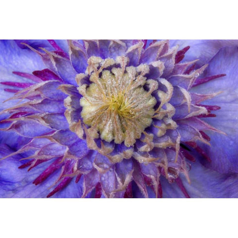 Close-up of clematis blossom Black Modern Wood Framed Art Print by Paulson, Don