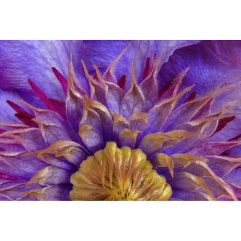 Close-up of part of clematis blossom Black Modern Wood Framed Art Print by Paulson, Don