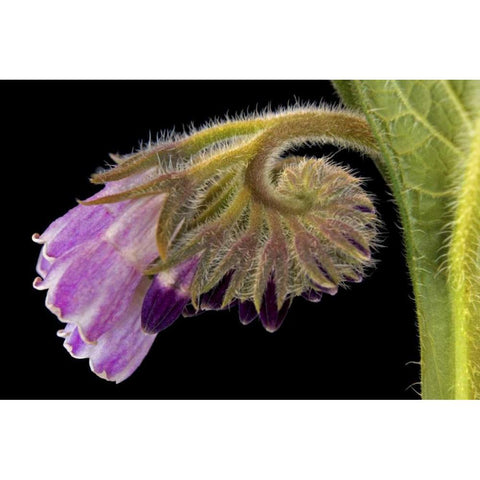 Close-up of borage blossom Black Modern Wood Framed Art Print by Paulson, Don