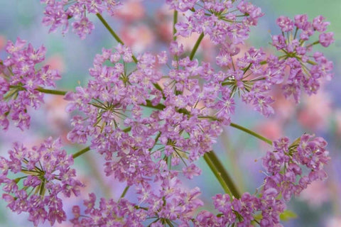 Close-up of hairy chervil flowers Black Ornate Wood Framed Art Print with Double Matting by Paulson, Don