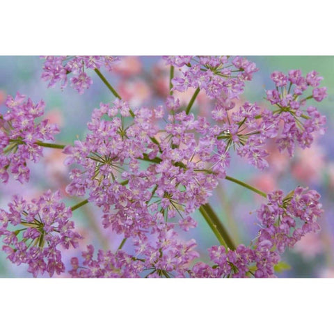 Close-up of hairy chervil flowers Gold Ornate Wood Framed Art Print with Double Matting by Paulson, Don