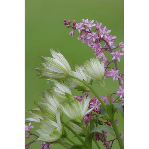 Pink heucherella and green astrantia flowers Black Modern Wood Framed Art Print by Paulson, Don