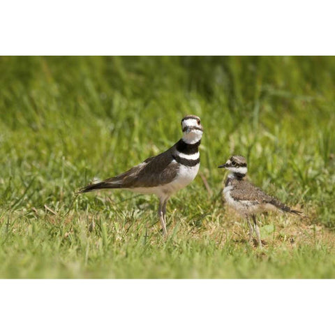 Mother killdeer bird and her chick Black Modern Wood Framed Art Print by Paulson, Don