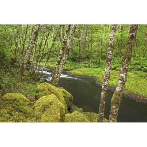 OR, Nestucca River Growth beside flowing stream Black Modern Wood Framed Art Print by Paulson, Don