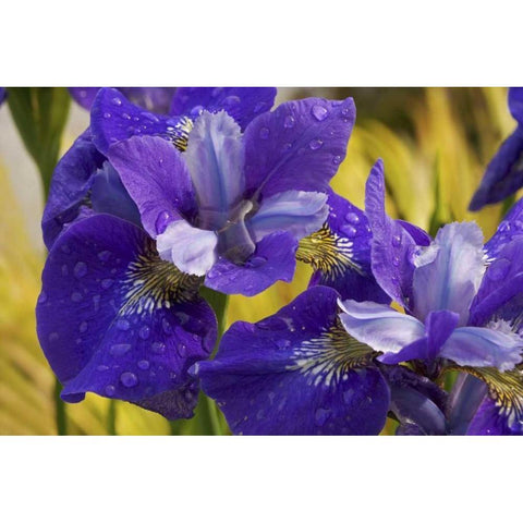 Close-up of iris flowers in garden Black Modern Wood Framed Art Print by Paulson, Don
