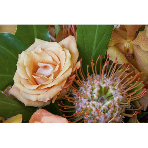 Flower arrangement with rose, orchid, and protea Black Modern Wood Framed Art Print by Paulson, Don