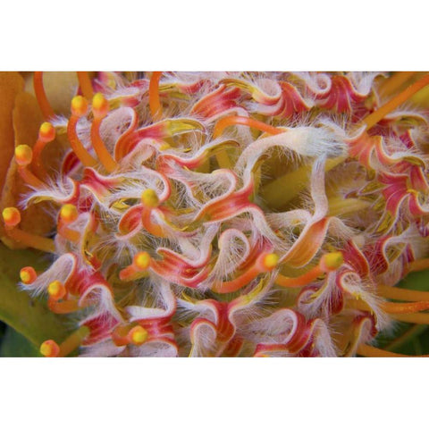 Close-up of protea flower Black Modern Wood Framed Art Print by Paulson, Don