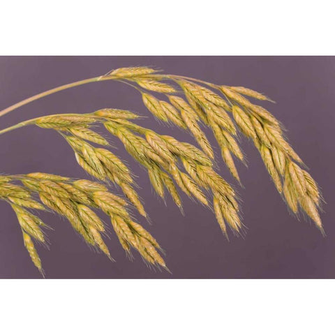 Close-up of grass seedheads Black Modern Wood Framed Art Print by Paulson, Don