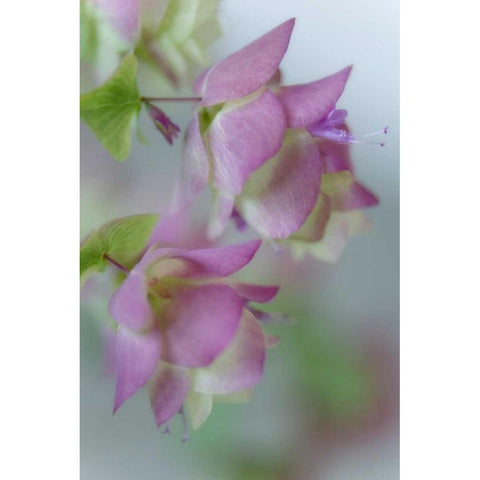 Close-up of ornamental oregano flowers Black Modern Wood Framed Art Print by Paulson, Don
