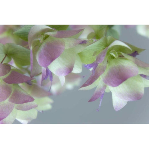 Close-up of ornamental oregano flowers Black Modern Wood Framed Art Print by Paulson, Don