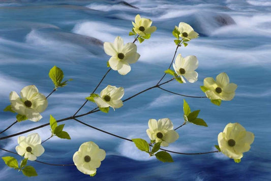 Image Only