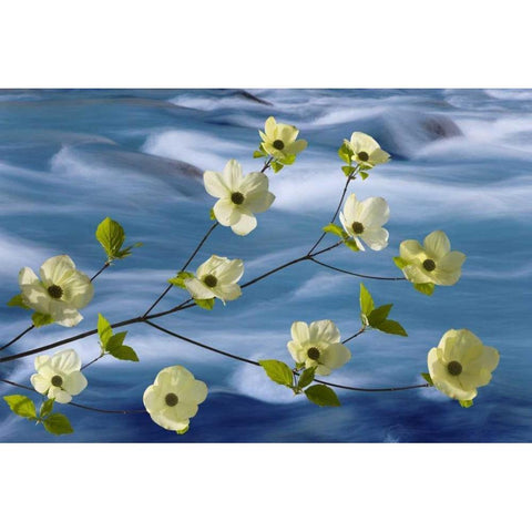 WA, Hood Canal Pacific dogwood blossoms Black Modern Wood Framed Art Print by Paulson, Don