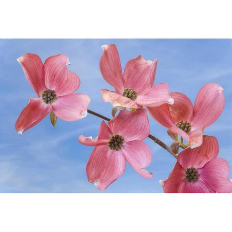 Close-up of pink dogwood flowers Black Modern Wood Framed Art Print by Paulson, Don