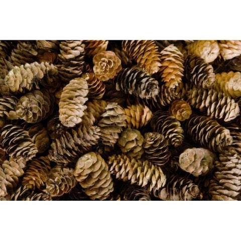 Pile of female pine cones Black Modern Wood Framed Art Print by Paulson, Don