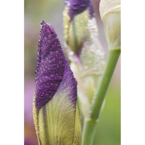 Close-up of iris bud with dew Black Modern Wood Framed Art Print by Paulson, Don