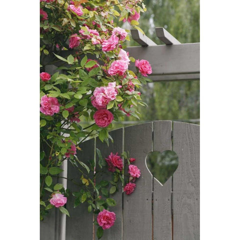 Garden gate with roses growing over it White Modern Wood Framed Art Print by Paulson, Don