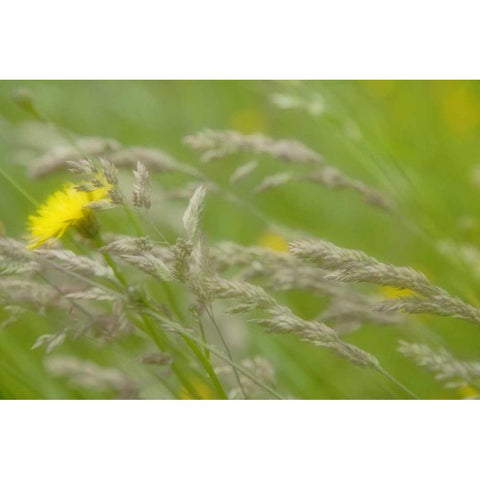 Close-up of dandelion flower and grass seedheads Gold Ornate Wood Framed Art Print with Double Matting by Paulson, Don