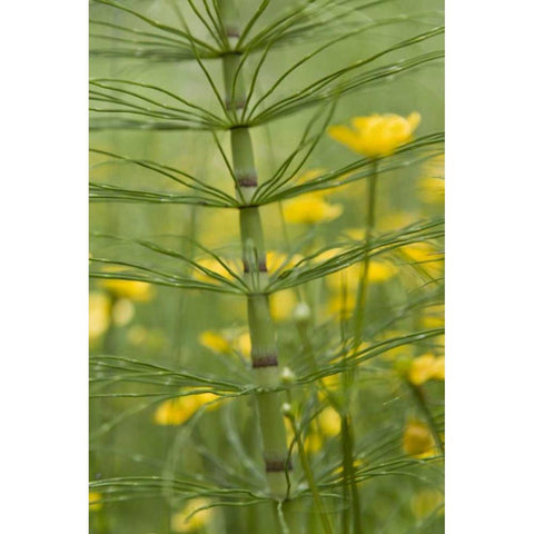 Horsetail plant and buttercup flowers Gold Ornate Wood Framed Art Print with Double Matting by Paulson, Don