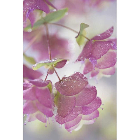 Ornamental oregano plant with dewdrops Black Modern Wood Framed Art Print by Paulson, Don