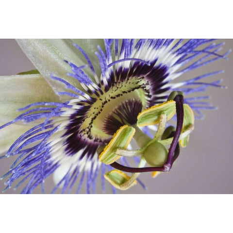 Macro of side view of passion flower Black Modern Wood Framed Art Print by Paulson, Don