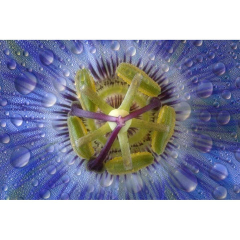Close-up of dewy passion flower Gold Ornate Wood Framed Art Print with Double Matting by Paulson, Don