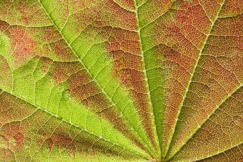 Close-up of vein pattern on maple leaf White Modern Wood Framed Art Print with Double Matting by Paulson, Don