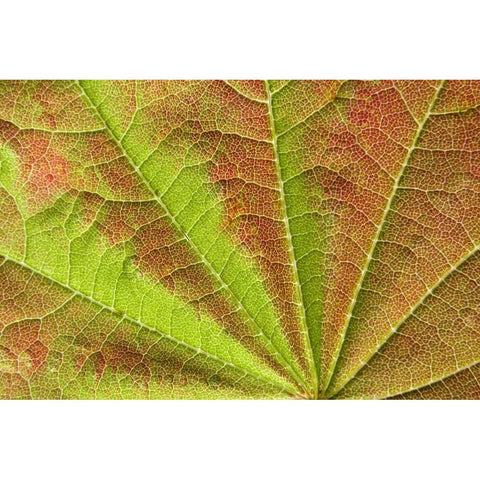 Close-up of vein pattern on maple leaf Black Modern Wood Framed Art Print by Paulson, Don