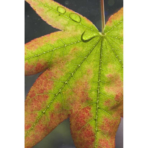 Maple leaf with dew on it Black Modern Wood Framed Art Print by Paulson, Don