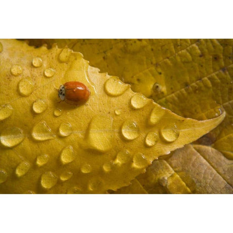 Ladybug on fall-colored leaf Black Modern Wood Framed Art Print by Paulson, Don