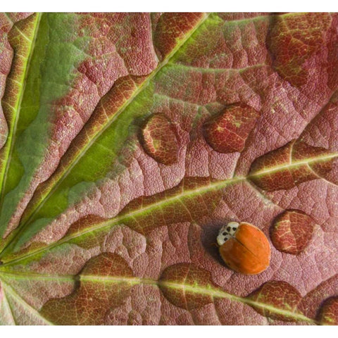 Ladybug on dewy maple leaf Black Modern Wood Framed Art Print by Paulson, Don