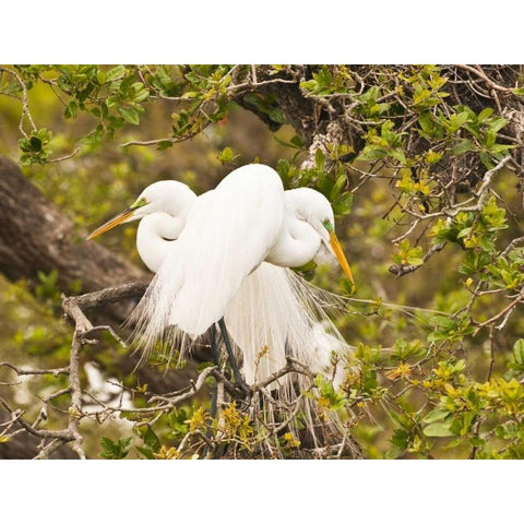 Great Egret, nesting Black Modern Wood Framed Art Print with Double Matting by Rotenberg, Nancy