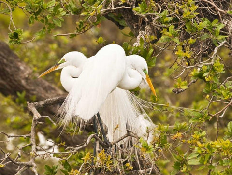 Great Egret, nesting White Modern Wood Framed Art Print with Double Matting by Rotenberg, Nancy