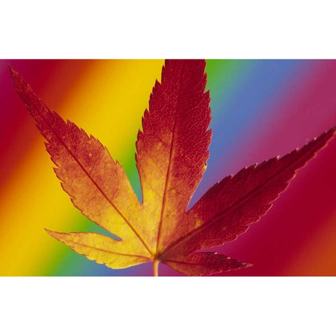 Abstract of autumn-colored Japanese maple leaf Black Modern Wood Framed Art Print with Double Matting by Satushek, Steve
