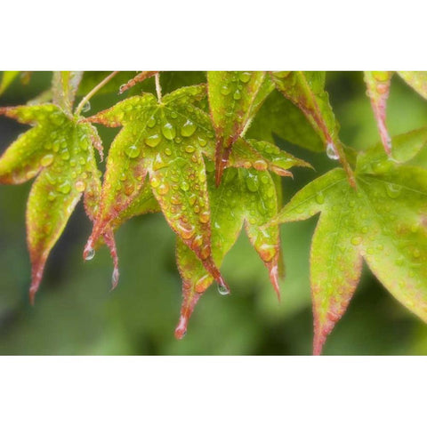 Maple leaves in the rain Black Modern Wood Framed Art Print by Paulson, Don