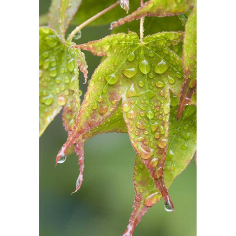 Nature Maple leaves in the rain Black Modern Wood Framed Art Print by Paulson, Don