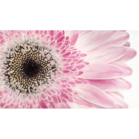 Gerbera Daisy  Black Modern Wood Framed Art Print with Double Matting by Jaynes Gallery