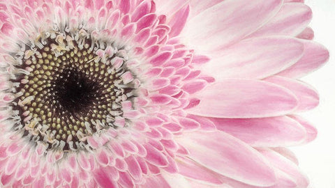 Gerbera Daisy  Black Ornate Wood Framed Art Print with Double Matting by Jaynes Gallery
