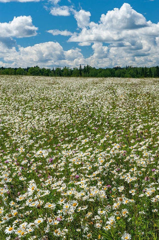 Canada Field of common daisy flowers Black Ornate Wood Framed Art Print with Double Matting by Jaynes Gallery