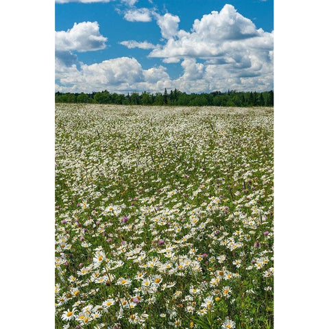 Canada Field of common daisy flowers Black Modern Wood Framed Art Print by Jaynes Gallery
