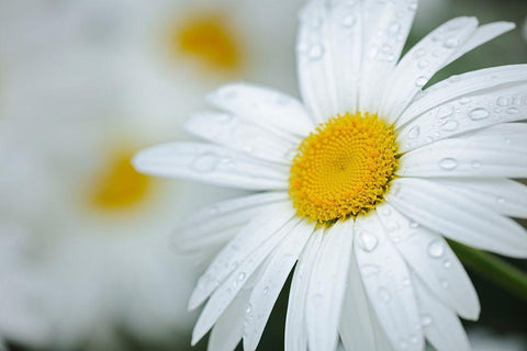Canada Close-up of dew on common daisy Black Ornate Wood Framed Art Print with Double Matting by Jaynes Gallery